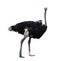 Full body of african ostrich isolated white background