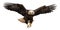 Full Body American Bald Eagle In Flight Isolated on a White Background - Generative AI Transparent PNG