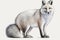 Full Body Arctic Fox watercolor, Beautiful Animal in Wildlife. Isolate on white background