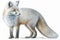 Full Body Arctic Fox watercolor, Beautiful Animal in Wildlife. Isolate on white background