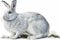 Full Body Arctic Hare watercolor, Beautiful Animal in Wildlife. Isolate on white background