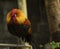 Full body of beautiful culor male red jungle fowl