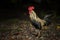 Full body of beautiful feather male fowl standing on dirt field