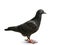 Full body of black feather speed racing pigeon standing on white background