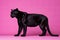 Full body black panther portrait, studio shoot concept on pink background