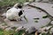 Full body of black-white-brown domestic guinea pig Cavia porcellus cavy eating a tree leaf