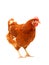 Full body of brown chicken hen standing isolated white backgroun