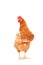 full body of brown chicken hen standing isolated white background use for farm animals , livestock and lovely pets theme