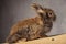 Full body of a brown lion head rabbit bunny sitting