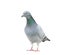 Full body of check color homing pigeon show pattern body and win