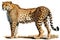 Full Body Cheetah watercolor, Beautiful Animal in Wildlife. Isolate on white background