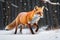 Full body close up of highly detailed photograph of fox