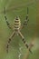 Full body close up of the wasp spider ,Argiope bruennichi, in th