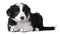 Full body dog portrait sheepdog border collie lying and solated on white background