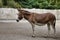 Full body of domestic brown donkey on the farm