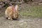 Full body of domestic female brown Flemish giant rabbit