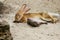 Full body of domestic female brown Flemish giant rabbit