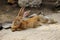 Full body of domestic male brown Flemish giant rabbit