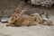 Full body of domestic male brown Flemish giant rabbit