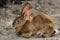 Full body of domestic male brown Flemish giant rabbit