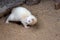 Full body of domestic white-beige male ferret