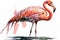 Full Body Flamingoes watercolor, Beautiful Bird. Isolate on white background
