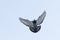 Full body of flying homing pigeon against clear white sky