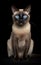 Full body front view studio portrait adorable beautiful siamese cat with magic blue eyes sitting on isolated black
