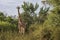 Full body frontal portrait of reticulated giraffe, Giraffa camelopardalis reticulate, in northern Kenya landscape