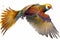 Full Body Golden Pheasant Flying watercolor, Beautiful Bird. Isolate on white background