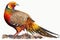 Full Body Golden Pheasant watercolor, Beautiful Bird. Isolate on white background