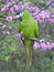 Full body Hahn macaw