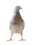 Full body of homing pigeon bird isolate white background