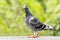 Full body of homing pigeon bird standing in green park