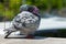 Full body of homing pigeon preening feather