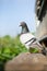 Full body of homing pigeon standing outdoor