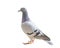 Full body of homing speed racing pigeon bird isolated white back