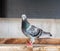 Full body of homing speed racing pigeon in home loft