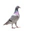 full body of homing speed racing pigeon isolated white background