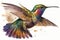 Full Body Hummingbird Flying watercolor, Beautiful Bird. Isolate on white background