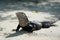 Full body iguana laying on a beach