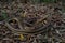 Full body image of Bronzeback tree snake