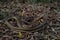 Full body image of Bronzeback tree snake