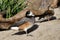 Full body of male cinnamon teal duck