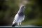 Full body of male homing pigeon standing at home loft