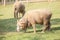 Full body of male merino sheep feeding green grass in ranch live