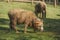 Full body of male merino sheep feeding green grass in ranch live