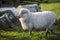 Full body of merino sheep in livestock farm new zealand