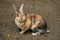 Full body of multicolor domestic pygmy rabbit bunny