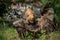 Full body of nasua raccoon on the tree stump